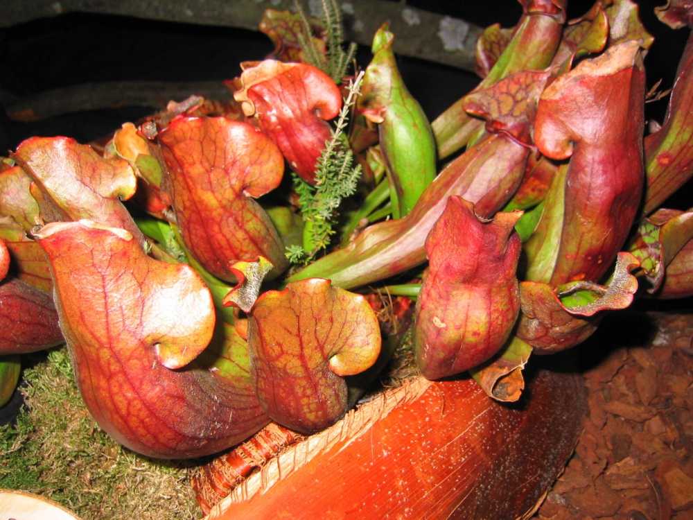 Sarracenia purpurea (Schlanke Schlauchpflanze)